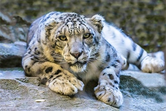 Bronx Zoo Mornings: Big Cats (All Ages)